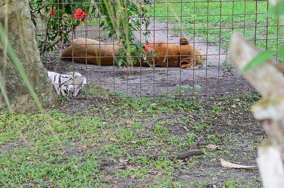 Big Cat Rescue