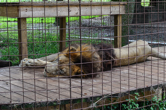 Big Cat Rescue
