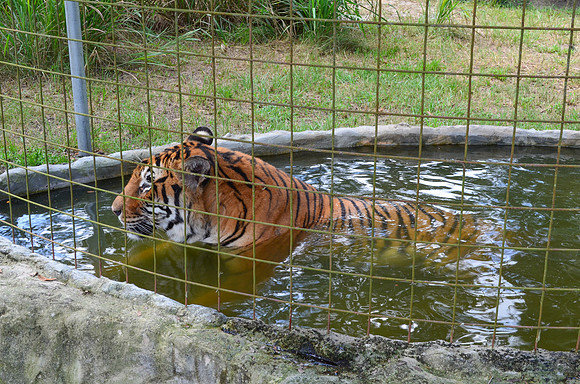 Big Cat Rescue