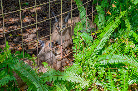 Big Cat Rescue