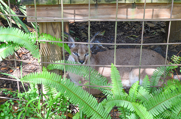Big Cat Rescue