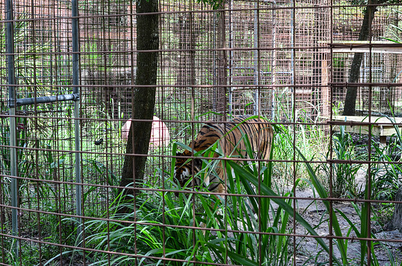 Big Cat Rescue