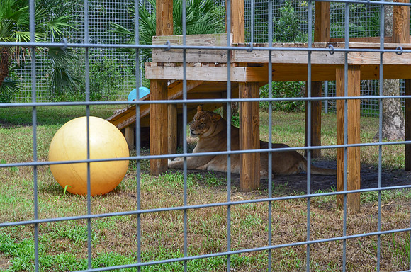 Big Cat Rescue