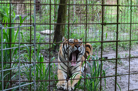 Big Cat Rescue