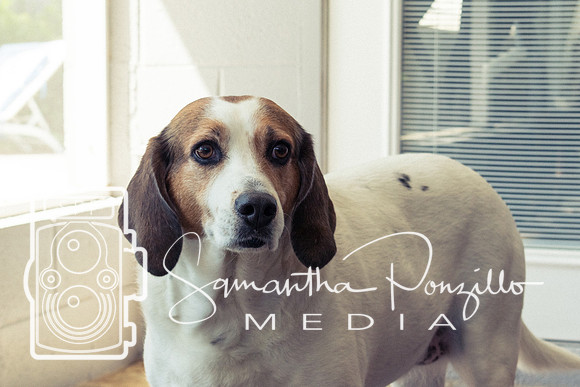 Polly's Mom & Dad's Doggo Portrait Session