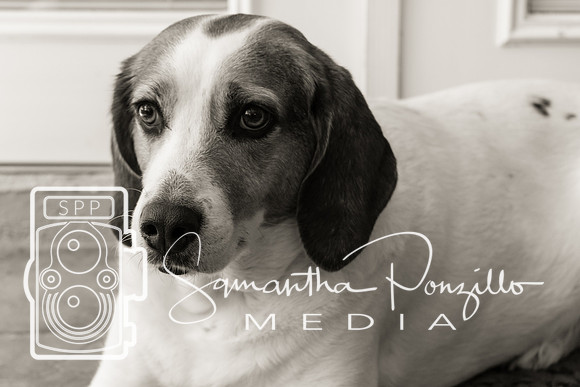 Polly's Mom & Dad's Doggo Portrait Session