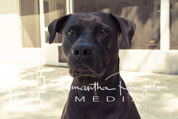 Polly's Mom & Dad's Doggo Portrait Session