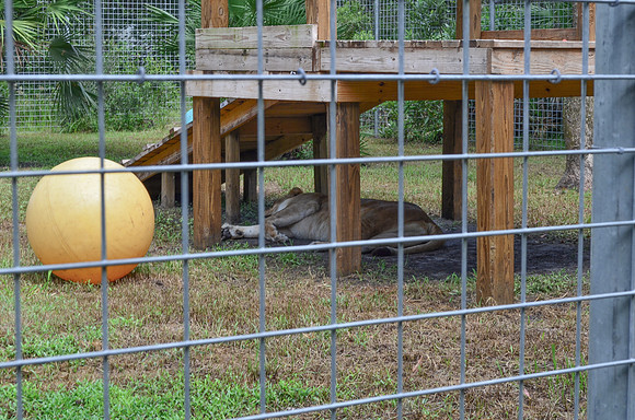 Big Cat Rescue