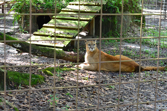 Big Cat Rescue