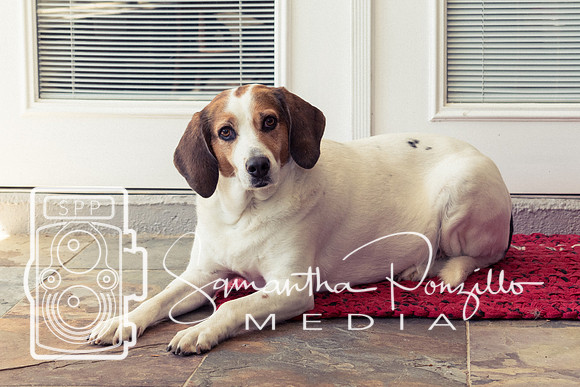 Polly's Mom & Dad's Doggo Portrait Session