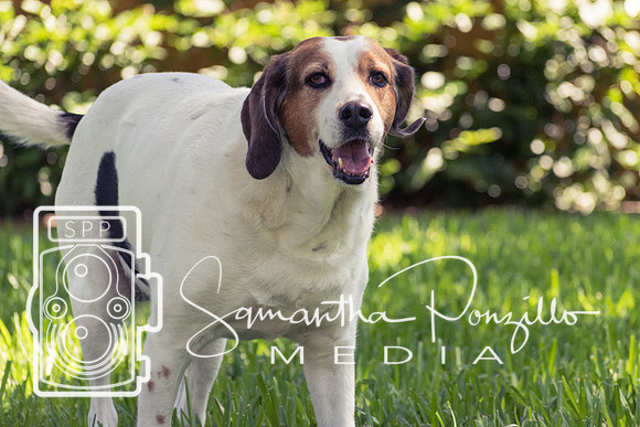 Polly's Mom & Dad's Doggo Portrait Session