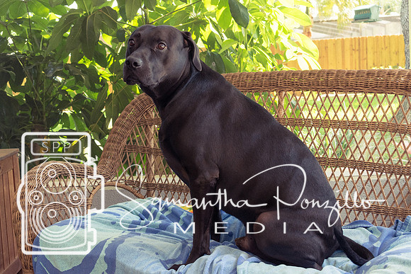 Polly's Mom & Dad's Doggo Portrait Session