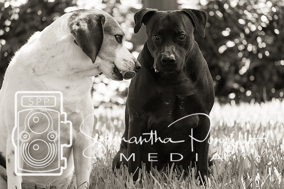 Polly's Mom & Dad's Doggo Portrait Session