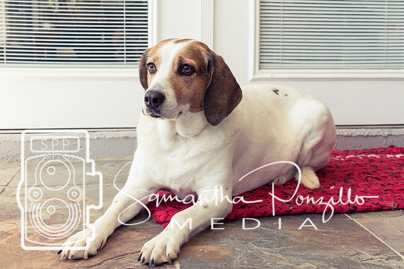 Polly's Mom & Dad's Doggo Portrait Session