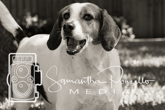 Polly's Mom & Dad's Doggo Portrait Session