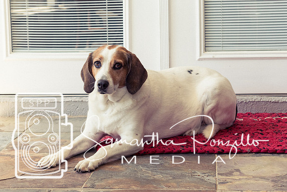 Polly's Mom & Dad's Doggo Portrait Session