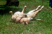 Maggie & Dibs July