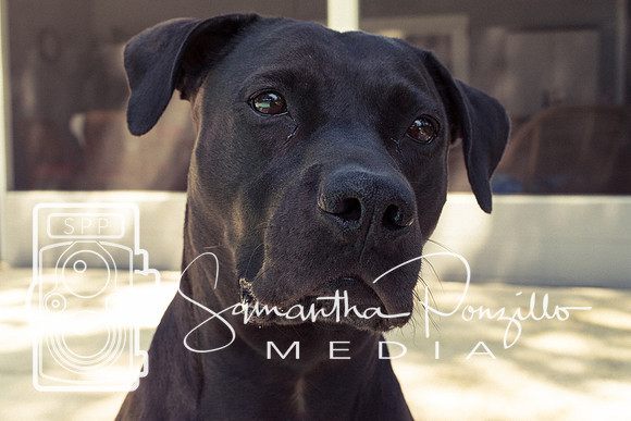 Polly's Mom & Dad's Doggo Portrait Session