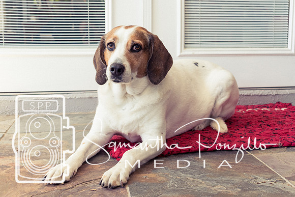 Polly's Mom & Dad's Doggo Portrait Session