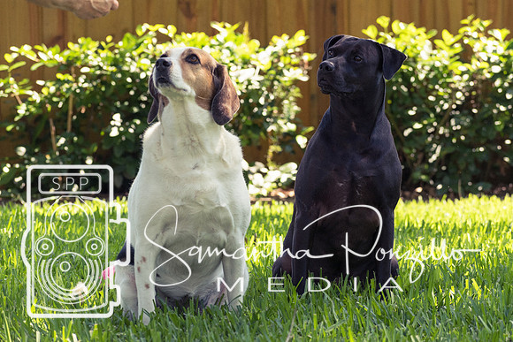 Polly's Mom & Dad's Doggo Portrait Session