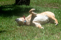 Maggie & Dibs July