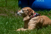 Maggie & Dibs July