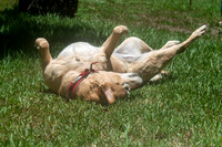 Maggie & Dibs July