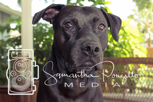 Polly's Mom & Dad's Doggo Portrait Session