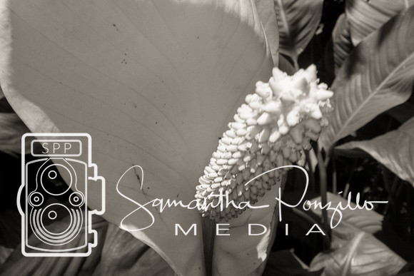 Marie Selby Botanical Gardens Reopening