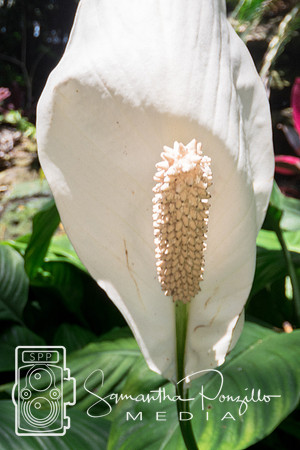 Marie Selby Botanical Gardens Reopening