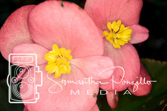 Marie Selby Botanical Gardens Reopening