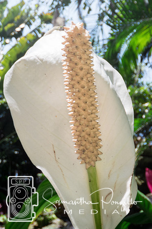 Marie Selby Botanical Gardens Reopening