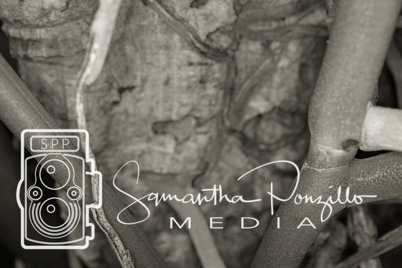 Marie Selby Botanical Gardens Reopening