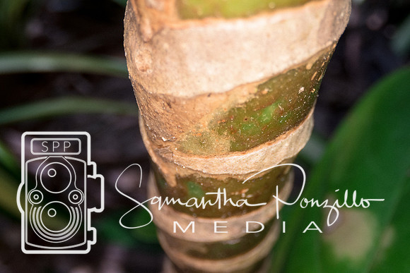 Marie Selby Botanical Gardens Reopening
