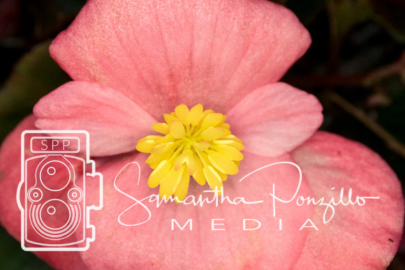 Marie Selby Botanical Gardens Reopening
