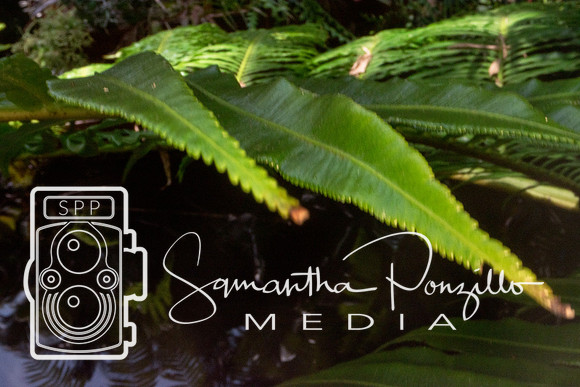 Marie Selby Botanical Gardens Reopening