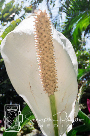 Marie Selby Botanical Gardens Reopening
