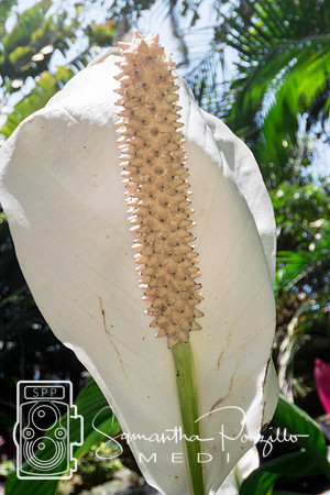 Marie Selby Botanical Gardens Reopening