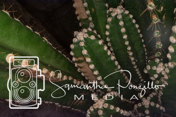 Marie Selby Botanical Gardens Reopening