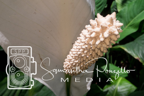 Marie Selby Botanical Gardens Reopening