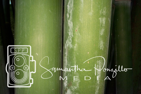 Marie Selby Botanical Gardens Reopening