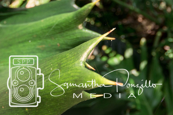 Marie Selby Botanical Gardens Reopening