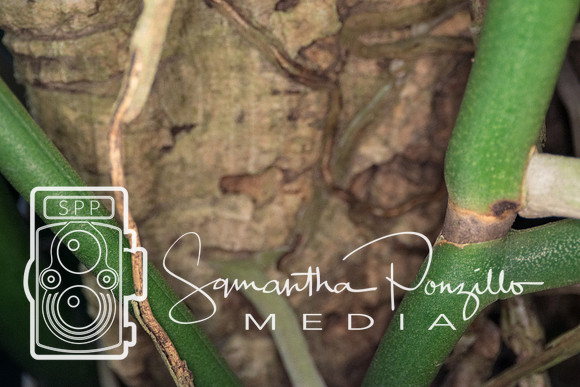 Marie Selby Botanical Gardens Reopening