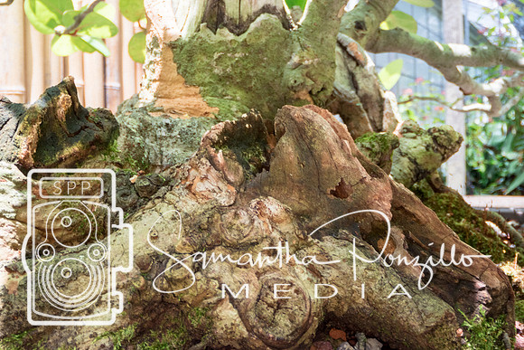 Marie Selby Botanical Gardens Reopening