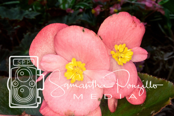 Marie Selby Botanical Gardens Reopening