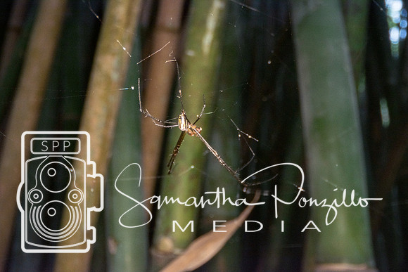 Marie Selby Botanical Gardens Reopening