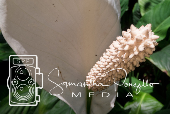 Marie Selby Botanical Gardens Reopening