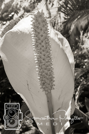 Marie Selby Botanical Gardens Reopening