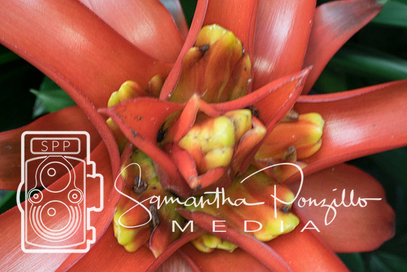Marie Selby Botanical Gardens Reopening