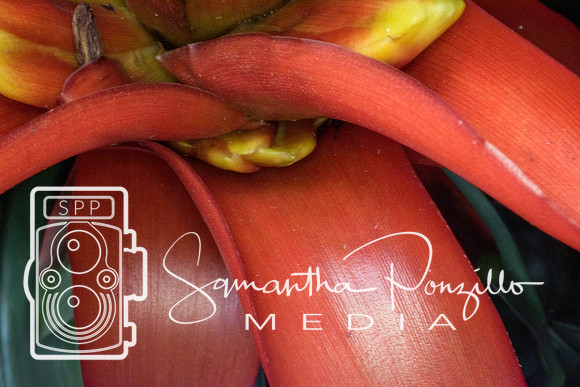 Marie Selby Botanical Gardens Reopening